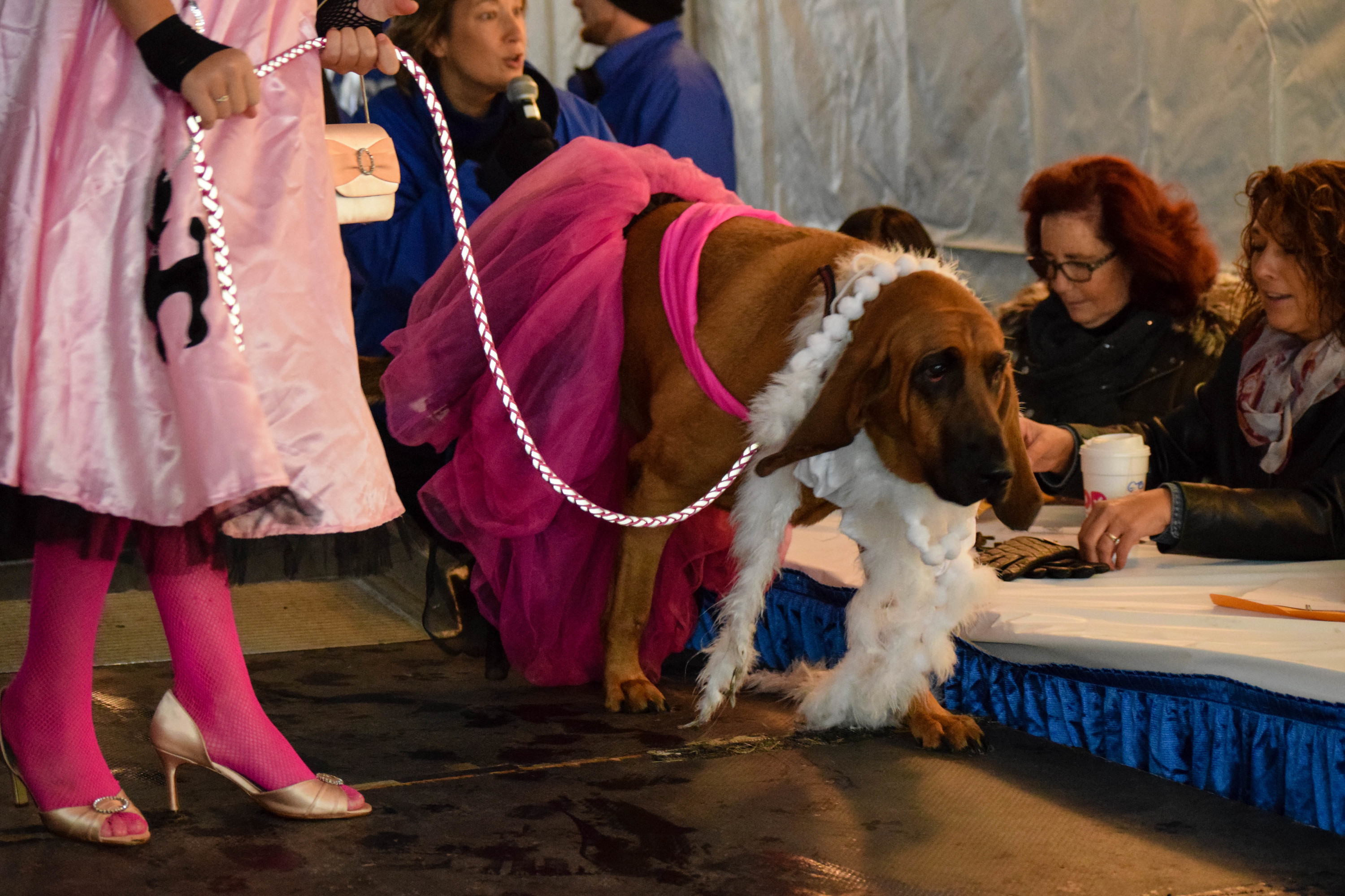 Ted & Amy’s Pet Costume Contest | 2016 Photo Gallery | WNTQ-FM